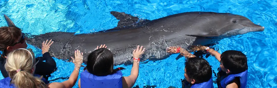 Gulfarium Marine Adventure Park Dolphin with Kids
