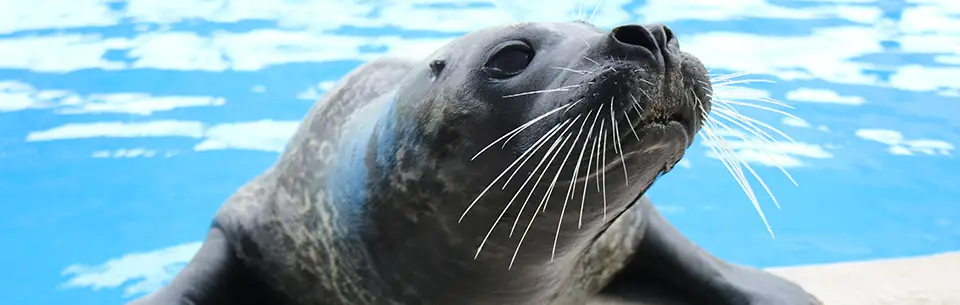 Gulfarium Harbour Seals