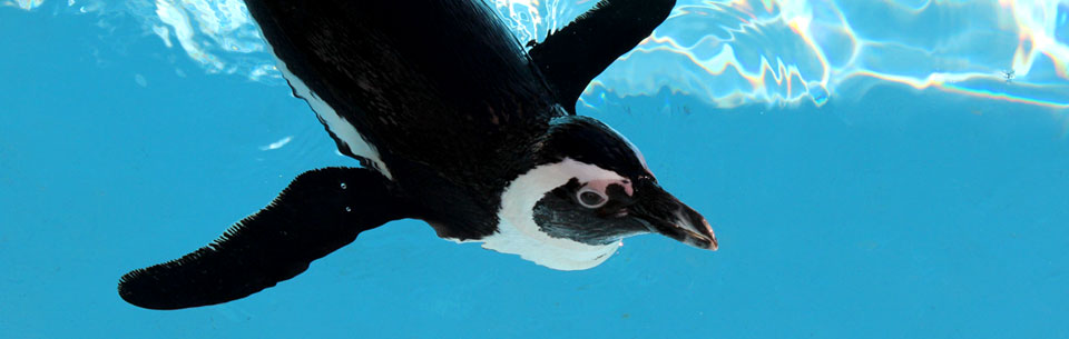Gulfarium Penguins