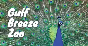 gulf breeze zoo coupons