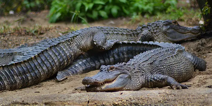 Gulf Breeze Zoo Alligator Feeding