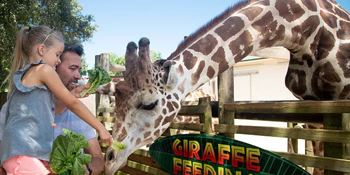 Gulf Breeze Zoo Giraffe Feeding