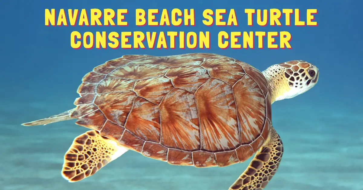 NAVARRE BEACH SEA TURTLE CONSERVATION CENTER