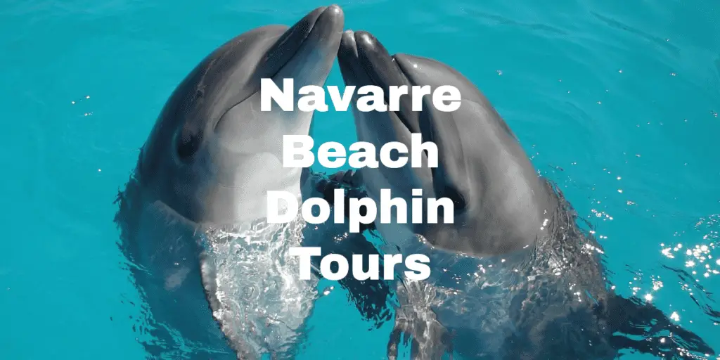 Navarre Beach Dolphin Tours